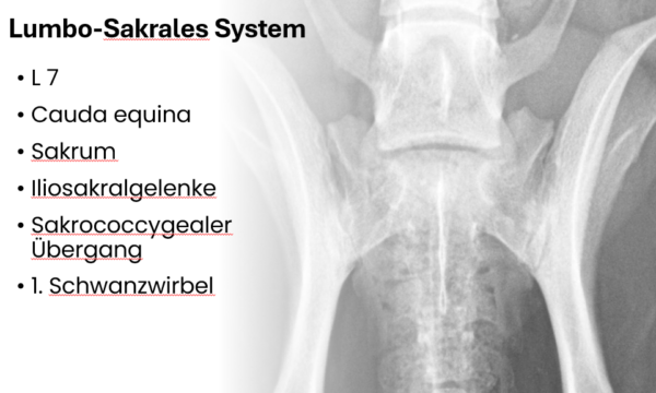 LSS Palpation/ Behandlung 2.8.