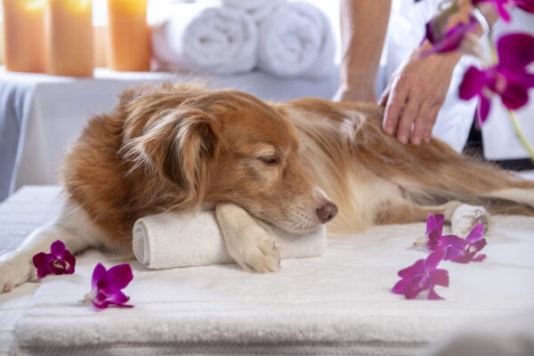 Osteo/Chiro Intens (Jan 26)