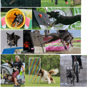 Hundesport online 8.10.+5.11.25