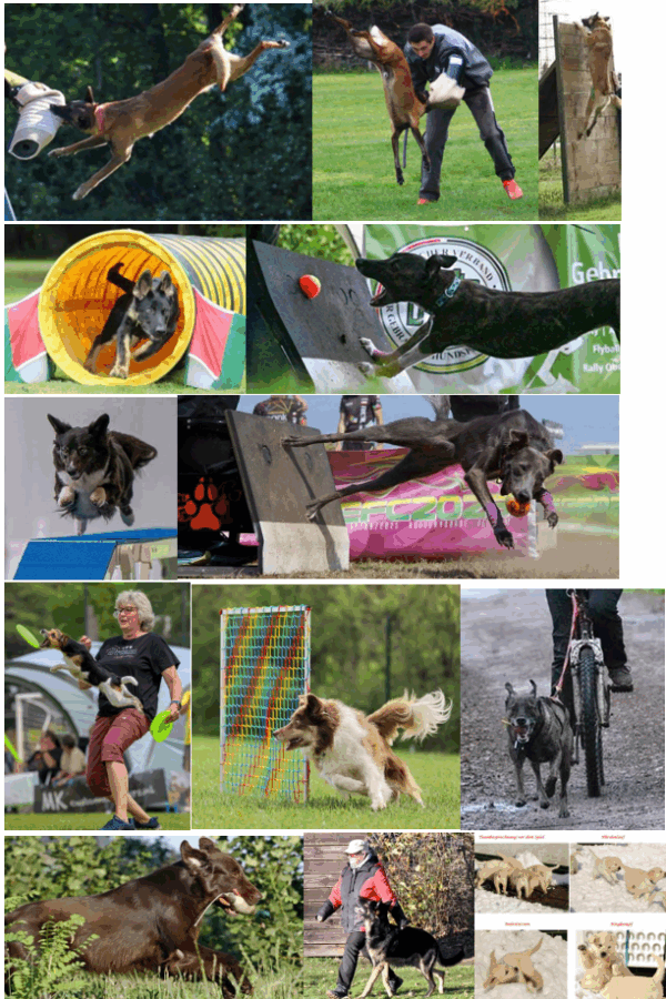 Hundesport online 8.10.+5.11.25