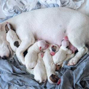 Welpe + Junghund in der Physio (21.3.26)