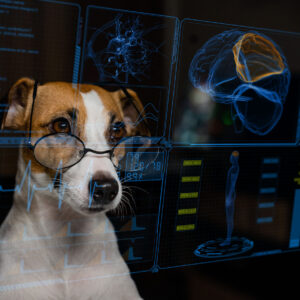 Kognitive Dysfunktion / Demenz 02.07.2026