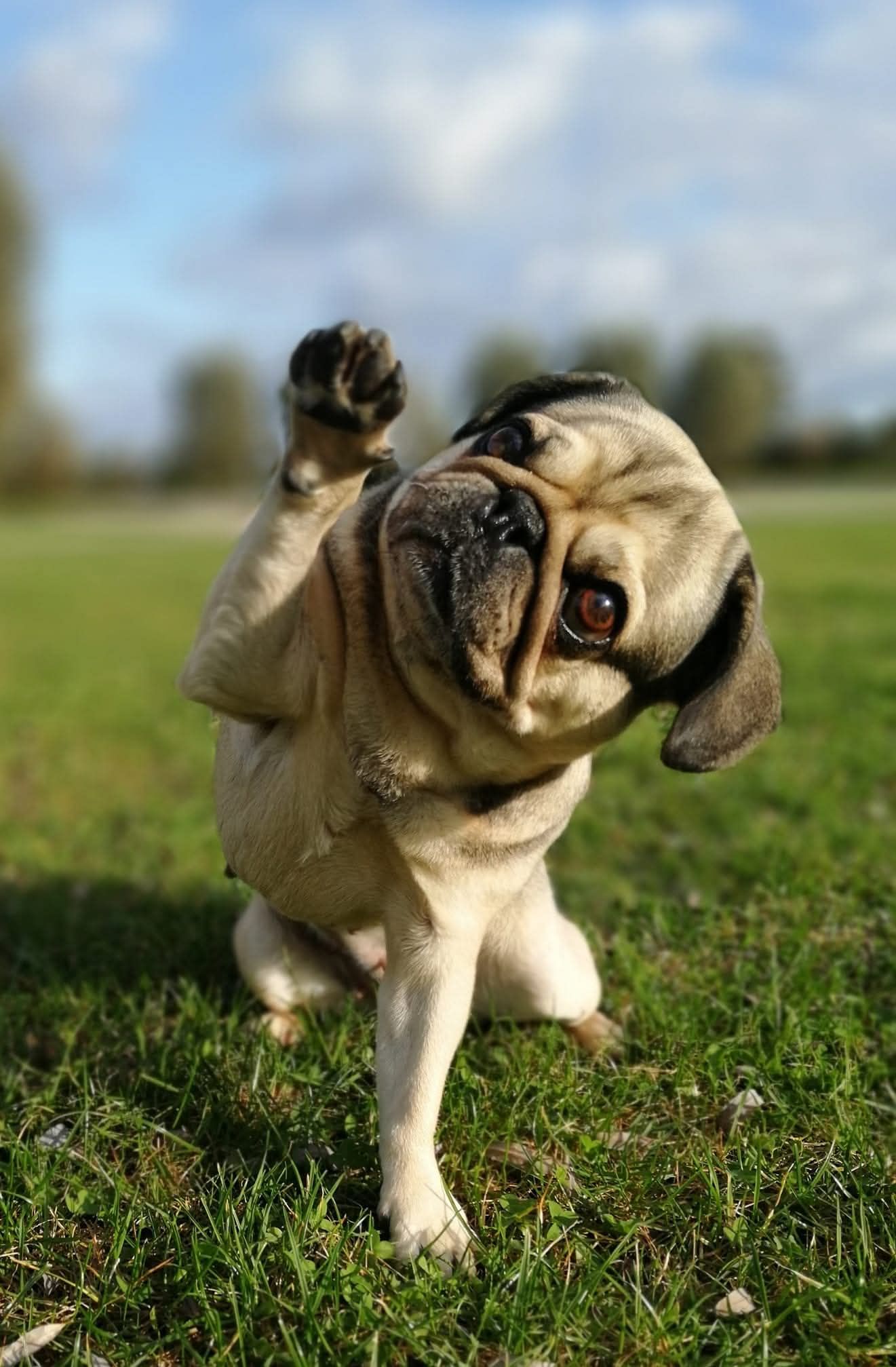 Brachio-Kurs, Schädelbehandllung für Kurznasen (ONLINE)