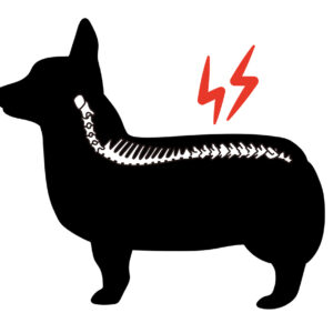 WS-Pathologien + Behandlung (05.04.26 Ostersonntag)