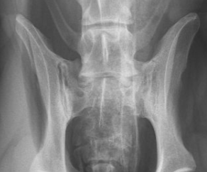 Erkennung von Lumbo-Sakralen-Pathologien - online (10.9.)